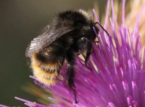 Bombus pomorum